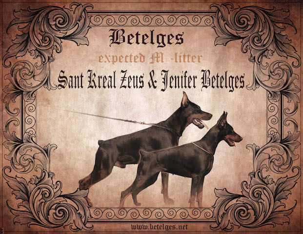 Litter M: Sant Kreal Zeus - Jenifer Betelges Litter M: Sant Kreal Zeus - Jenifer Betelges