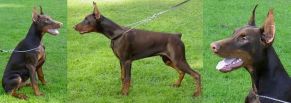ABBADON BETELGES (6 months) IN AUSTRIA