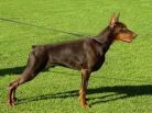 ABBADON BETELGES 12 MONTHS