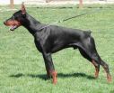 AZZARO BETELGES (12 months) in FRANCE