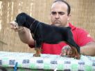 Litter N: Dante della Quarce Nere - Dunja Betelges