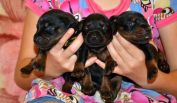 10 days old puppies from Freya Betelges and Ramon Betelges