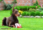 Ramon Betelges - 7 years old play wit ball