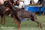 Ramon Betelges -