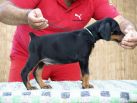 Litter N: Dante della Quarce Nere - Dunja Betelges