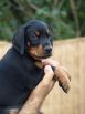 Litter N: Dante della Quarce Nere - Dunja Betelges