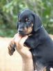 Litter N: Dante della Quarce Nere - Dunja Betelges
