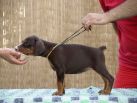 Litter N: Dante della Quarce Nere - Dunja Betelges