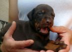20 days old