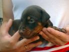 20 days old