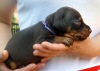 20 days old