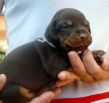 20 days old