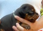20 days old