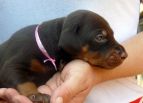 20 days old
