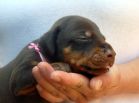 20 days old