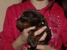 17 days  old puppies from Toscano del Diamante Nero - Zora Betelges