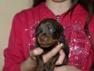 17 days  old puppies from Toscano del Diamante Nero - Zora Betelges