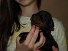 17 days  old puppies from Toscano del Diamante Nero - Zora Betelges