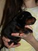 17 days  old puppies from Toscano del Diamante Nero - Zora Betelges