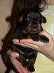 17 days  old puppies from Toscano del Diamante Nero - Zora Betelges