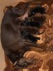 17 days  old puppies from Toscano del Diamante Nero - Zora Betelges