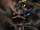 On August 10th 2014 born litter. 7 black males & 3 black females