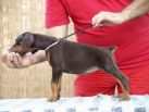 Litter N: Dante della Quarce Nere - Dunja Betelges