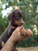 Litter N: Dante della Quarce Nere - Dunja Betelges