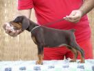 Litter N: Dante della Quarce Nere - Dunja Betelges