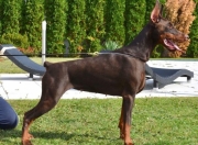 Irinland Barselona Betelges